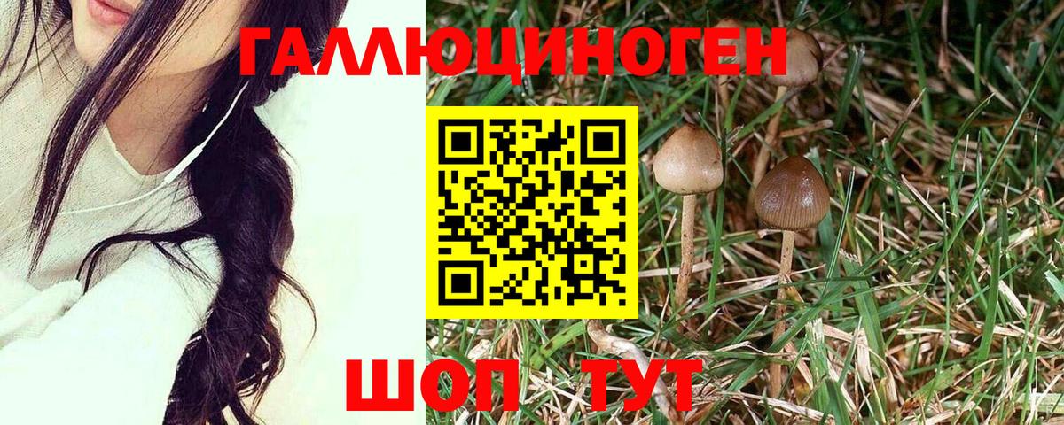 Псилоцибиновые грибы Psilocybine cubensis  Вход с VPN  купить  цена  Шадринск 
